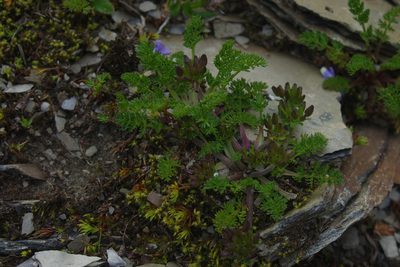 Chaerophyllum taiwanianum, photographed by Cheng-Te Hsu