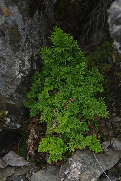 Cryptogramma brunoniana, photographed by Cheng-Te Hsu