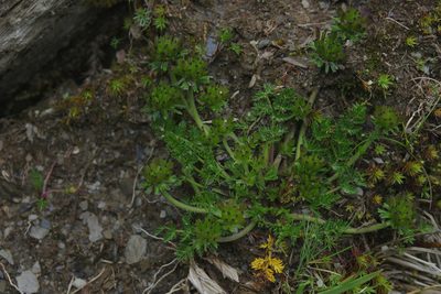 Chaerophyllum taiwanianum, photographed by Cheng-Te Hsu
