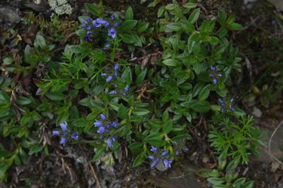 Veronica morrisonicola, photographed by Cheng-Te Hsu