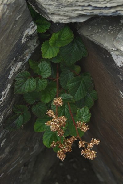 Astilbe macroflora, photographed by Cheng-Te Hsu