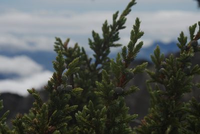 Juniperus squamata, photographed by Cheng-Te Hsu
