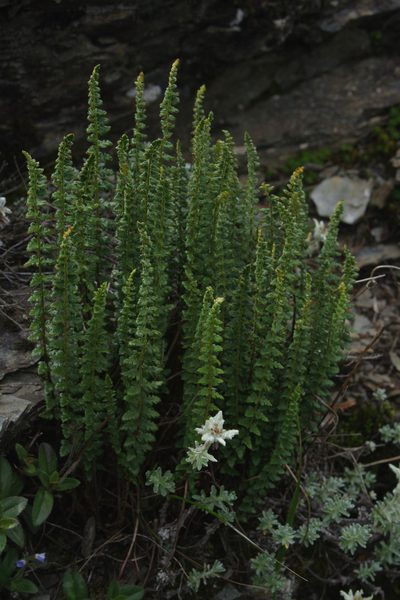 Polystichum lachenense, photographed by Cheng-Te Hsu