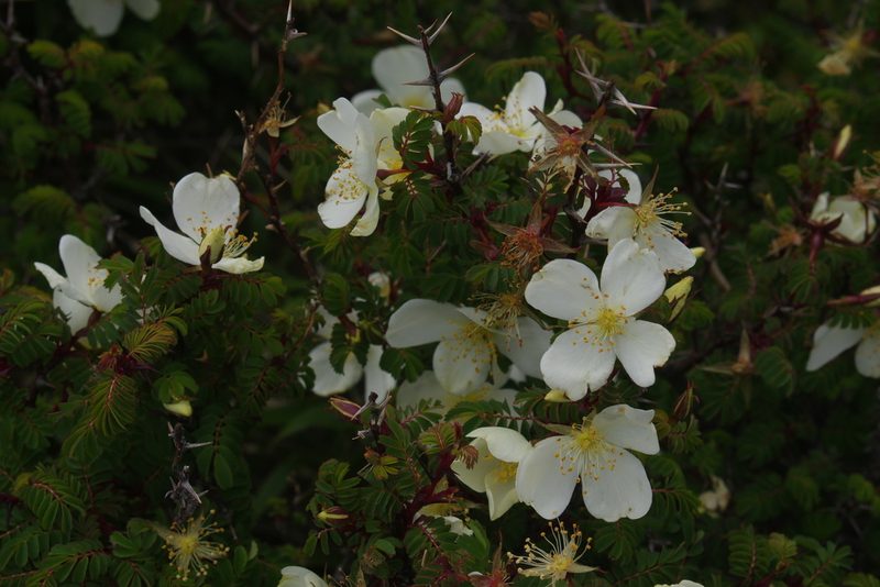 Rosa morrisonensis, photographed by Cheng-Te Hsu