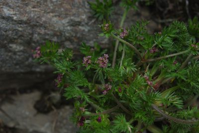 Chaerophyllum taiwanianum, photographed by Cheng-Te Hsu