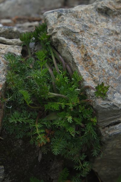 Chaerophyllum nanhuense, photographed by Cheng-Te Hsu