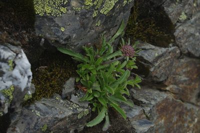 Scabiosa lacerifolia, photographed by Cheng-Te Hsu