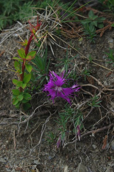 Dianthus pygmaeus, photographed by Cheng-Te Hsu