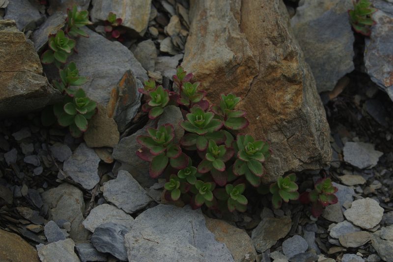Epilobium nankotaizanense, photographed by Cheng-Te Hsu