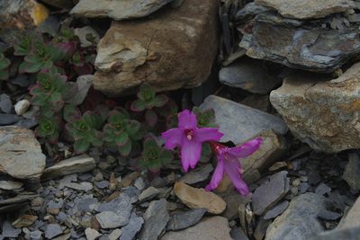 Epilobium nankotaizanense, photographed by Cheng-Te Hsu