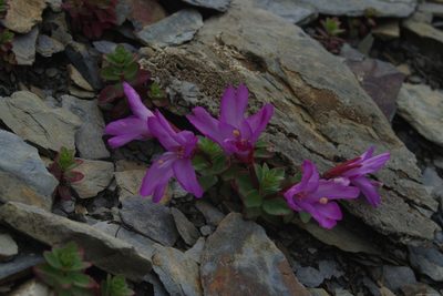 Epilobium nankotaizanense, photographed by Cheng-Te Hsu