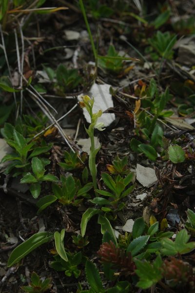Platanthera brevicalcarata, photographed by Cheng-Te Hsu