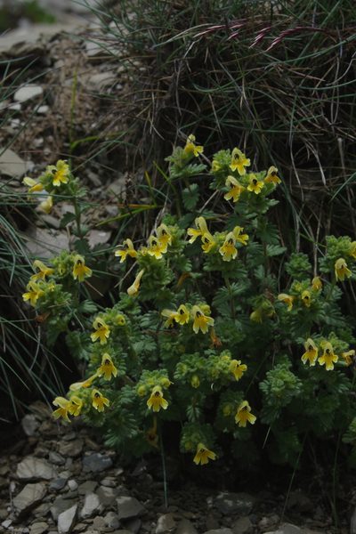 Euphrasia nankotaizanensis, photographed by Cheng-Te Hsu