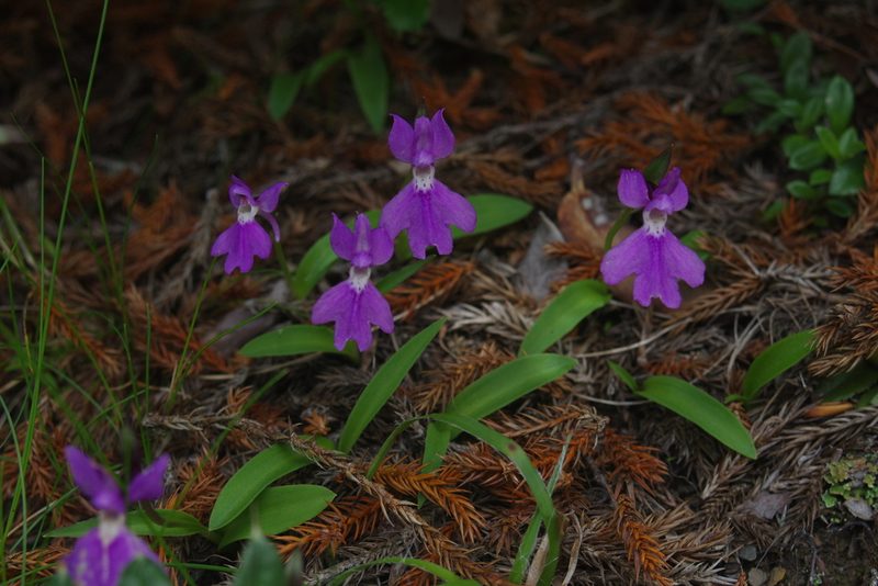 Hemipilia kiraishiensis, photographed by Cheng-Te Hsu