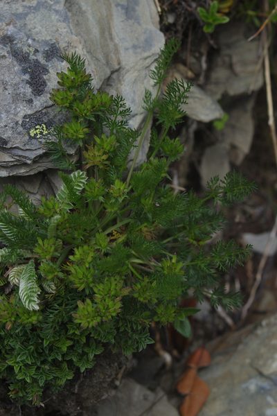 Chaerophyllum nanhuense, photographed by Cheng-Te Hsu