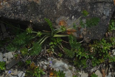 Chaerophyllum nanhuense, photographed by Cheng-Te Hsu