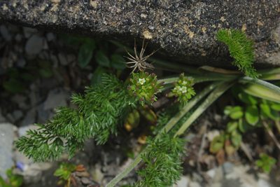 Chaerophyllum nanhuense, photographed by Cheng-Te Hsu