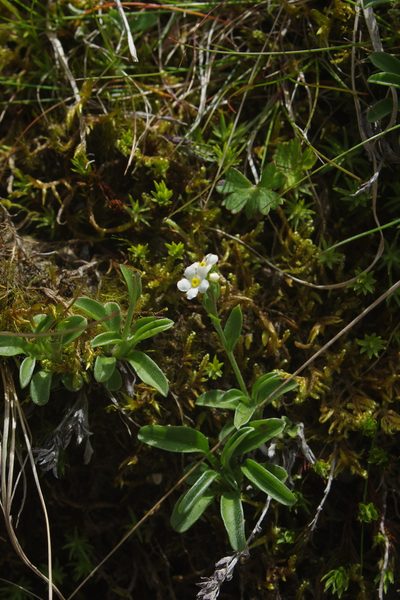 Trigonotis nankotaizanensis, photographed by Cheng-Te Hsu