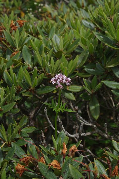 Valeriana fauriei, photographed by Cheng-Te Hsu