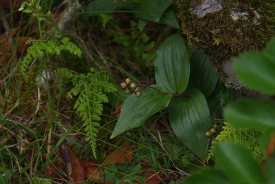 Maianthemum formosanum, photographed by Cheng-Te Hsu