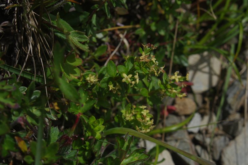 Trichogalium nankotaizanum, photographed by Cheng-Te Hsu