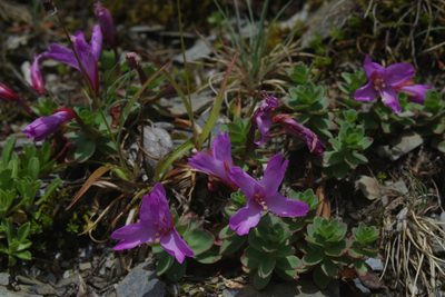 Epilobium nankotaizanense, photographed by Cheng-Te Hsu