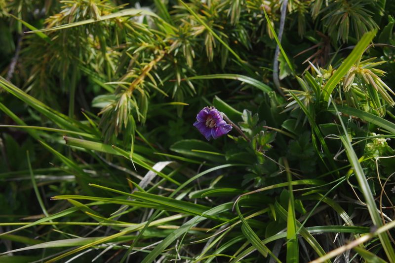 Clematis tsugetorum, photographed by Cheng-Te Hsu
