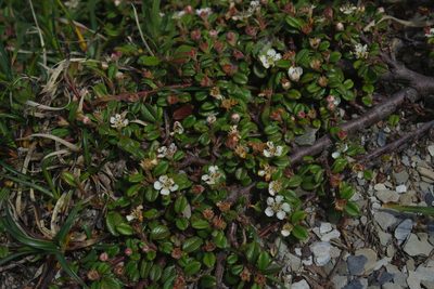 Cotoneaster morrisonensis, photographed by Cheng-Te Hsu