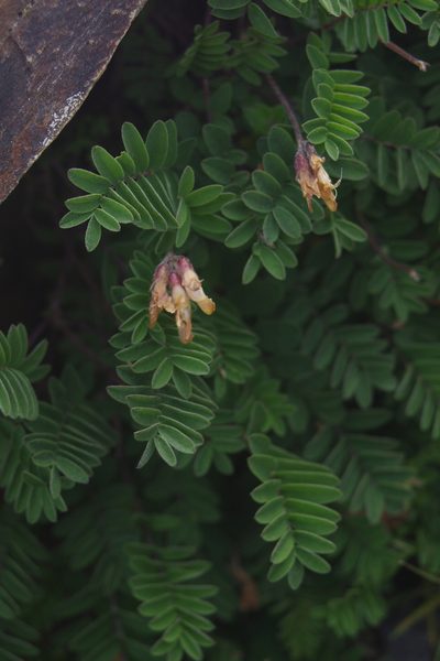 Astragalus nankotaizanensis, photographed by Cheng-Te Hsu