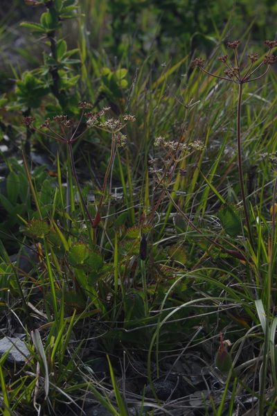 Pimpinella niitakayamensis, photographed by Cheng-Te Hsu