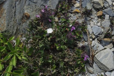 Clinopodium laxiflorum, photographed by Cheng-Te Hsu