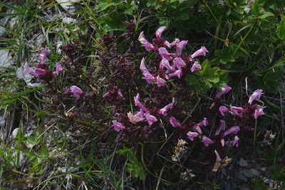 Pedicularis ikomai, photographed by Cheng-Te Hsu
