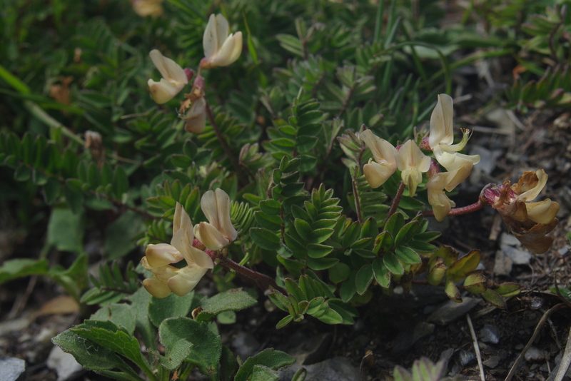 Astragalus nankotaizanensis, photographed by Cheng-Te Hsu