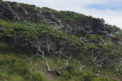 Juniperus squamata, photographed by Cheng-Te Hsu