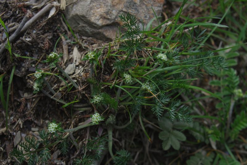 Chaerophyllum nanhuense, photographed by Cheng-Te Hsu