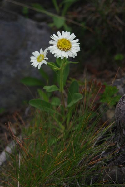 Aster takasagomontanus, photographed by Cheng-Te Hsu