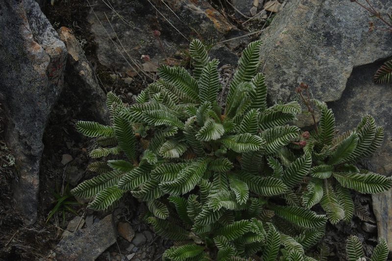 Argentina tugitakensis, photographed by Cheng-Te Hsu