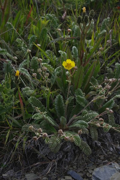 Argentina tugitakensis, photographed by Cheng-Te Hsu