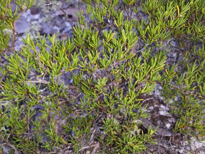 Polygonella myriophylla, photographed by Daniel Estabrooks