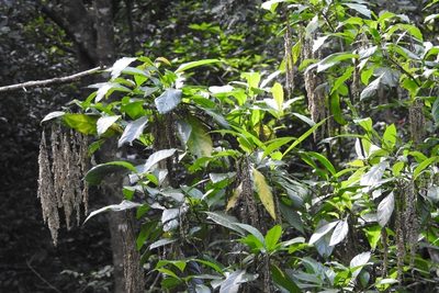 Iresine arbuscula, photographed by Neptalí Ramírez Marcial