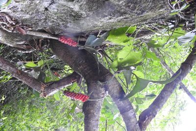 Anthurium cerrobaulense, photographed by Neptalí Ramírez Marcial