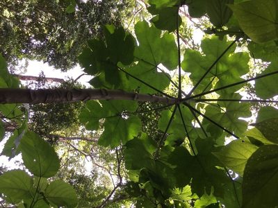 Vasconcellea cauliflora, photographed by Neptalí Ramírez Marcial