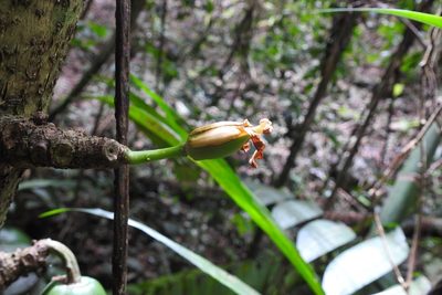 Vasconcellea cauliflora, photographed by Neptalí Ramírez Marcial