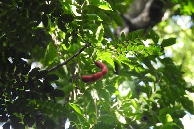 Cojoba sophorocarpa, photographed by Neptalí Ramírez Marcial