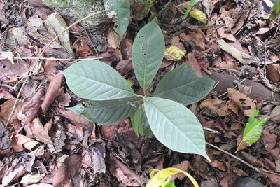 Ocotea botrantha, photographed by Neptalí Ramírez Marcial