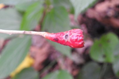 Ocotea botrantha, photographed by Neptalí Ramírez Marcial