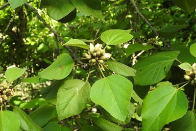 Hampea longipes, photographed by Neptalí Ramírez Marcial