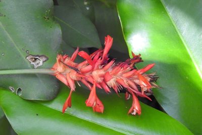 Goeppertia coccinea, photographed by Neptalí Ramírez Marcial