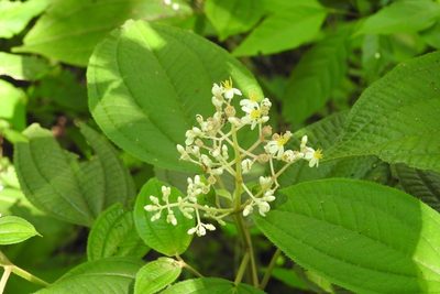 Miconia matudae, photographed by Neptalí Ramírez Marcial