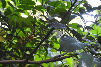 Trichilia martiana, photographed by Neptalí Ramírez Marcial